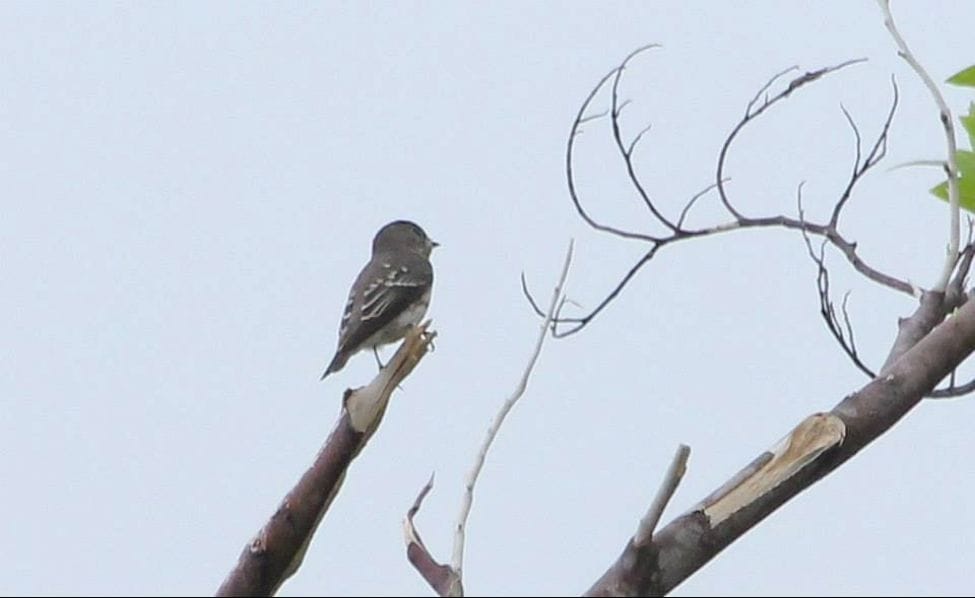 Dark-Sided Flycatcher along the Mt. Irayat trail. Documentay Photo by Christian Perez.