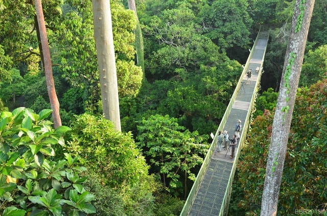 Canopy walk birding in Rainforest Discovery Center, Sepilok, Sabah.