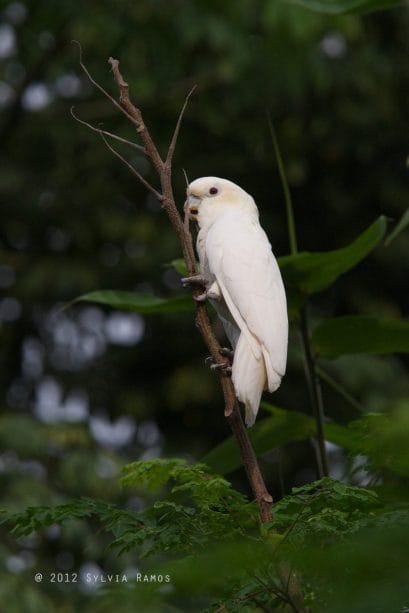 This is a female Philippine Cockatoo. Photo by Sylvia Ramos.
