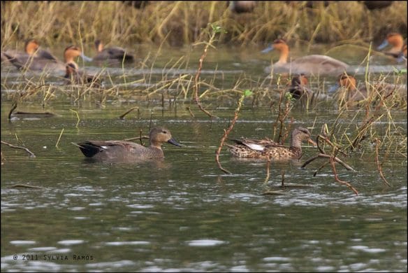 First photo record of Gadwall in the Philippines. Photo by Sylvia Ramos.