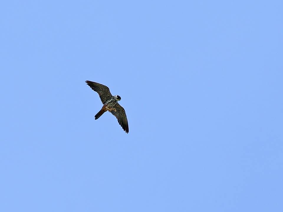 Eurasian Hobby. Photo by Rob Hutchinson.