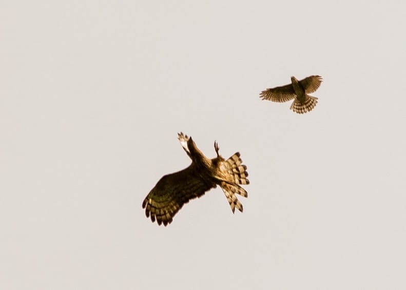 The larger Oriental Honey-Buzzard raises its talons towards the smaller Besra. Photo by Jops Josef