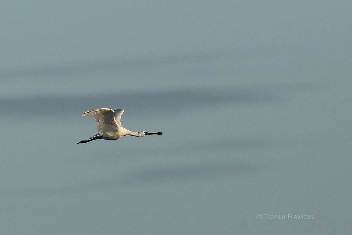 Photo of one of the Black-faced Spoonbills in flight. Photo by Tonji Ramos