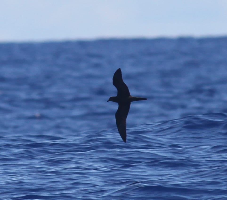 Bulwer's Petrel by Paul Bourdin