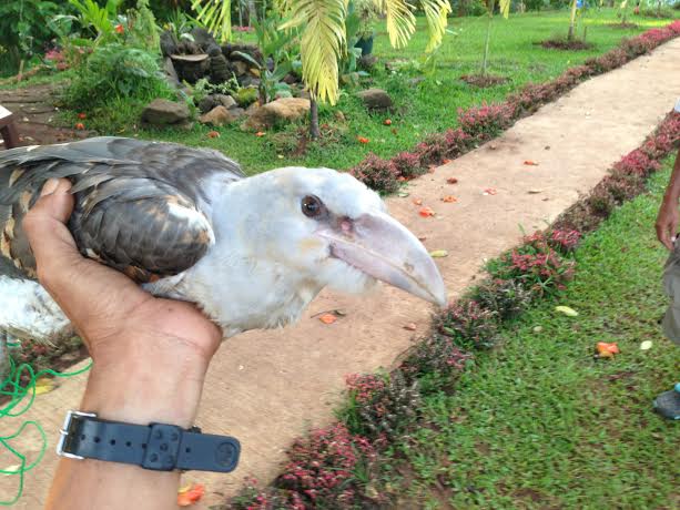 Channel billed Cuckoo by Romulo D. Quemado II