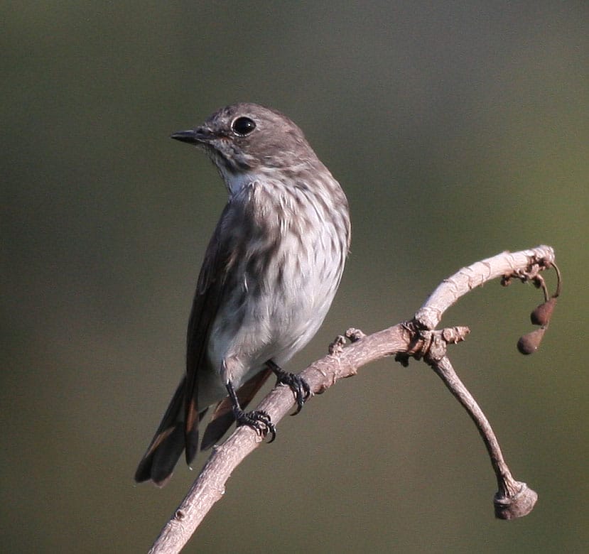 Grey-streaked Flycatcher April 5, 2010