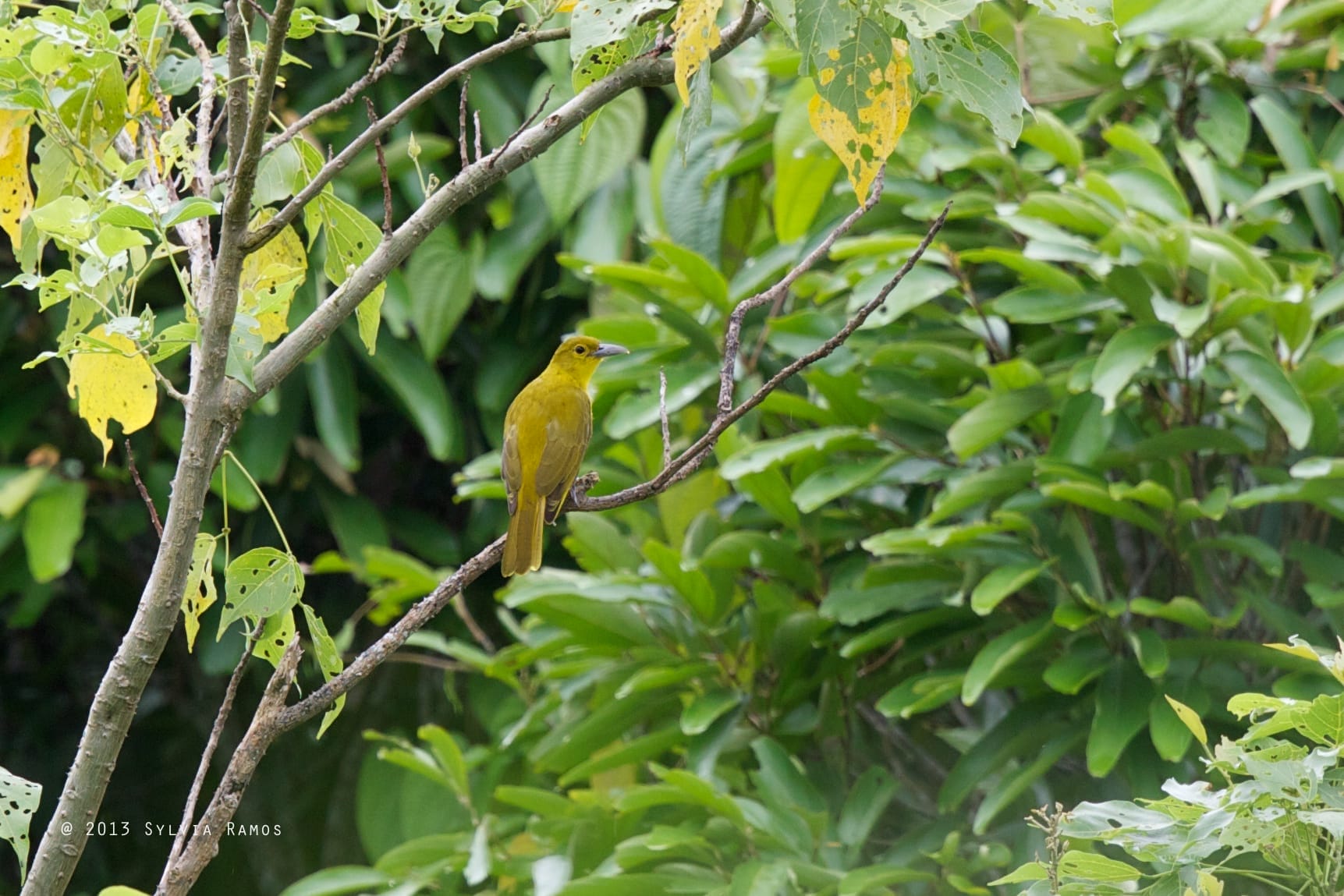 Isabela Oriole. Photo by Sylvia Ramos. 