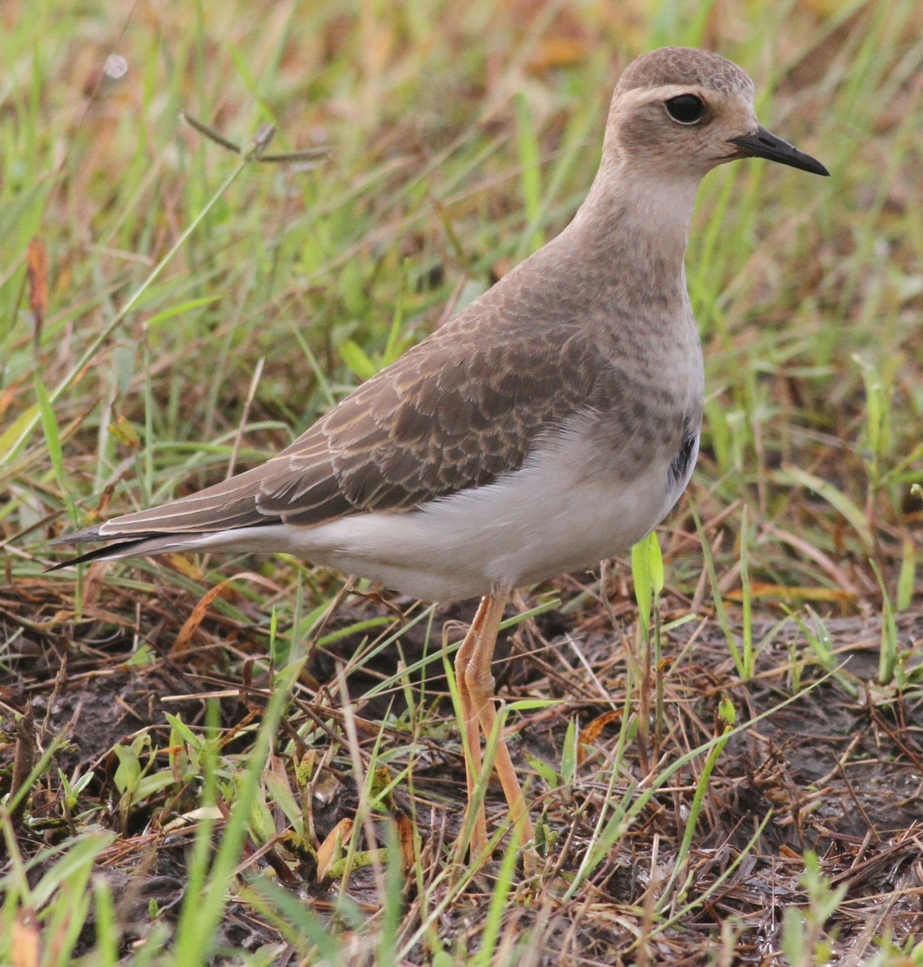 Oriental Plover by Paul Bourdin