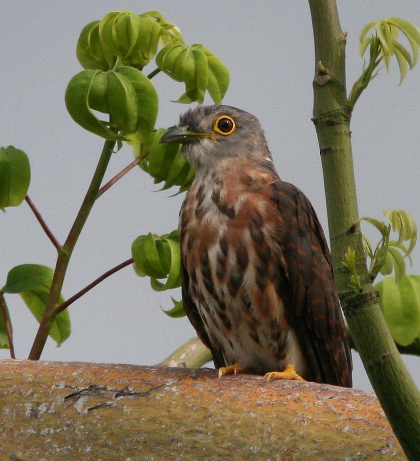 Philippine Hawk Cuckoo on Kapok tree.