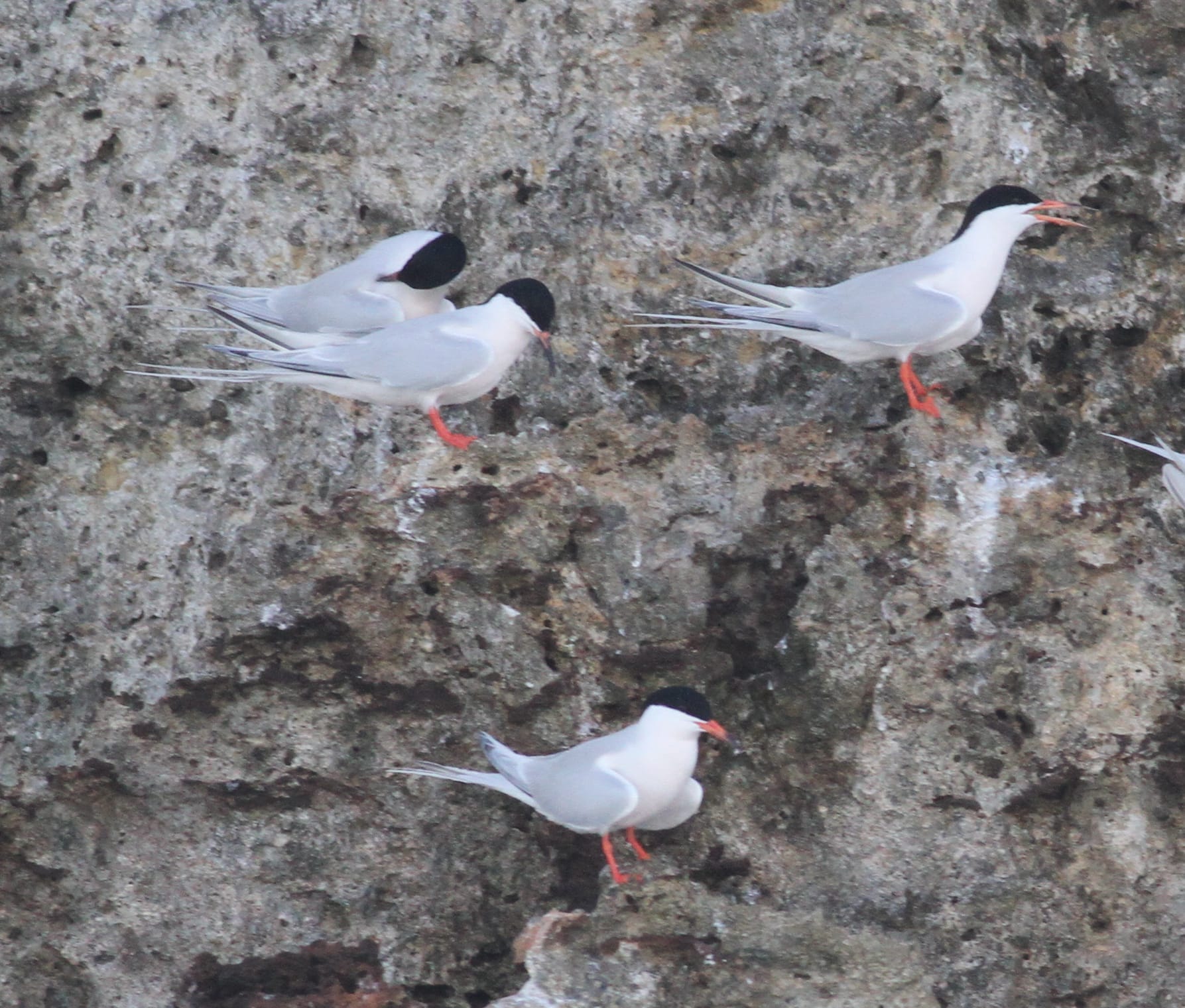 Roseate Terns by Paul Bourdin