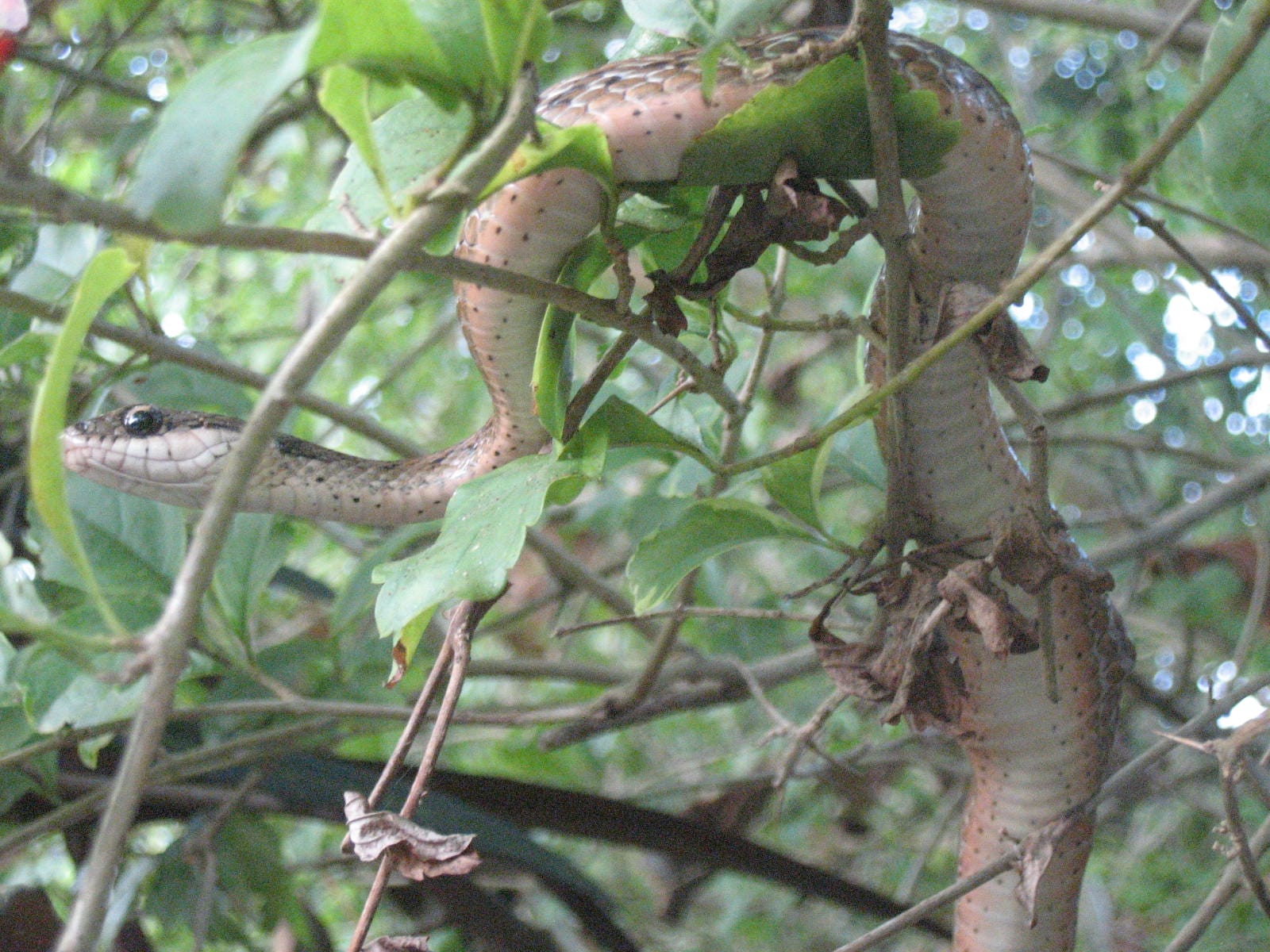 Snake in Garden