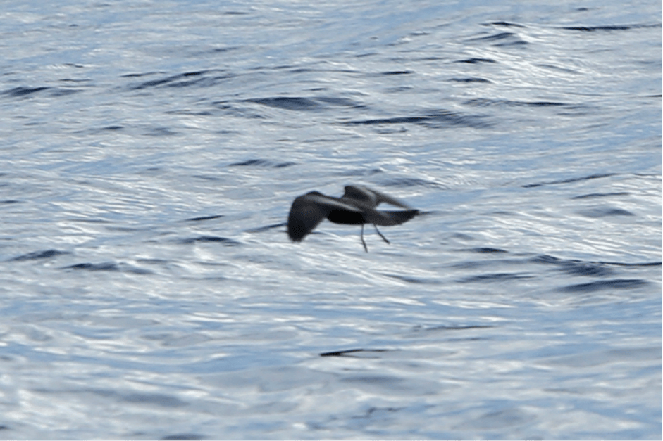 Swinhoe's Storm-Petrel by Rob Hutchinson. Note the pale upper-wing covert bar and tail rather square when spread.