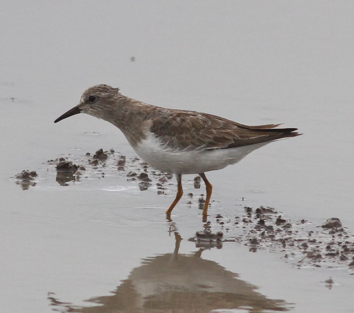 Temninck's Stint by Paul Bourdin