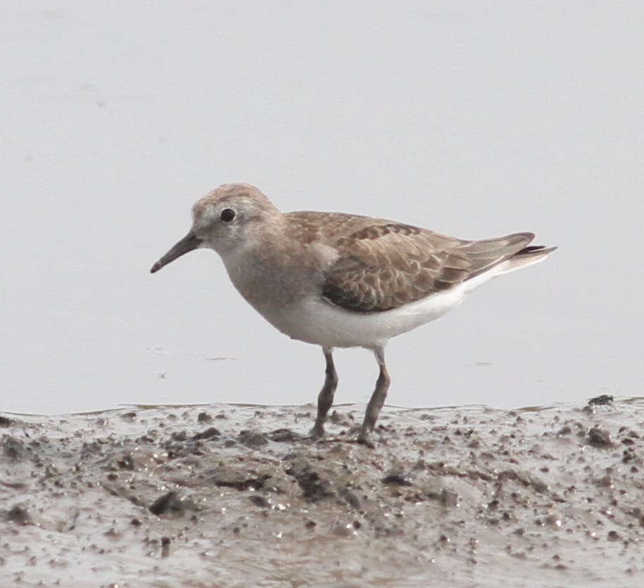 Temninck's Stint by Paul Bourdin