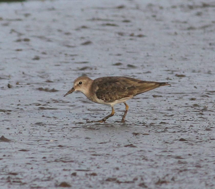 Temninck's Stint by Paul Bourdin