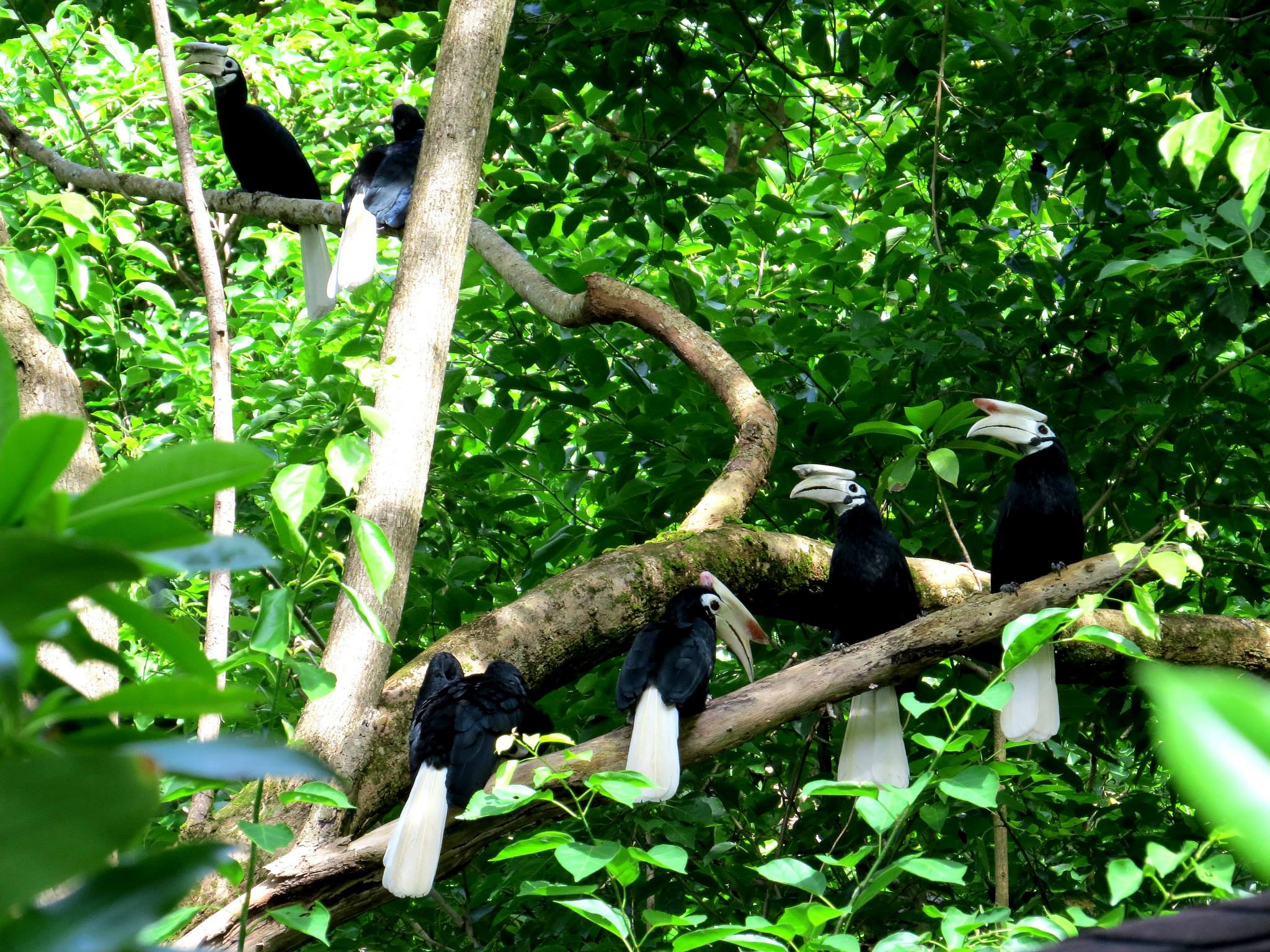 Palawan Hornbills by Jamie Dichaves. Watch out for her article about Lagen as a birding destination in the next issue of eBON.