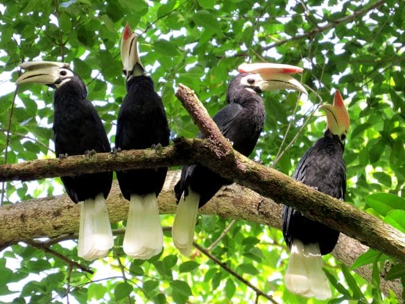 Palawan Hornbills by Jamie Dichaves. Jamie is the Resort Naturalist for El Nido Resorts – Lagen Island.