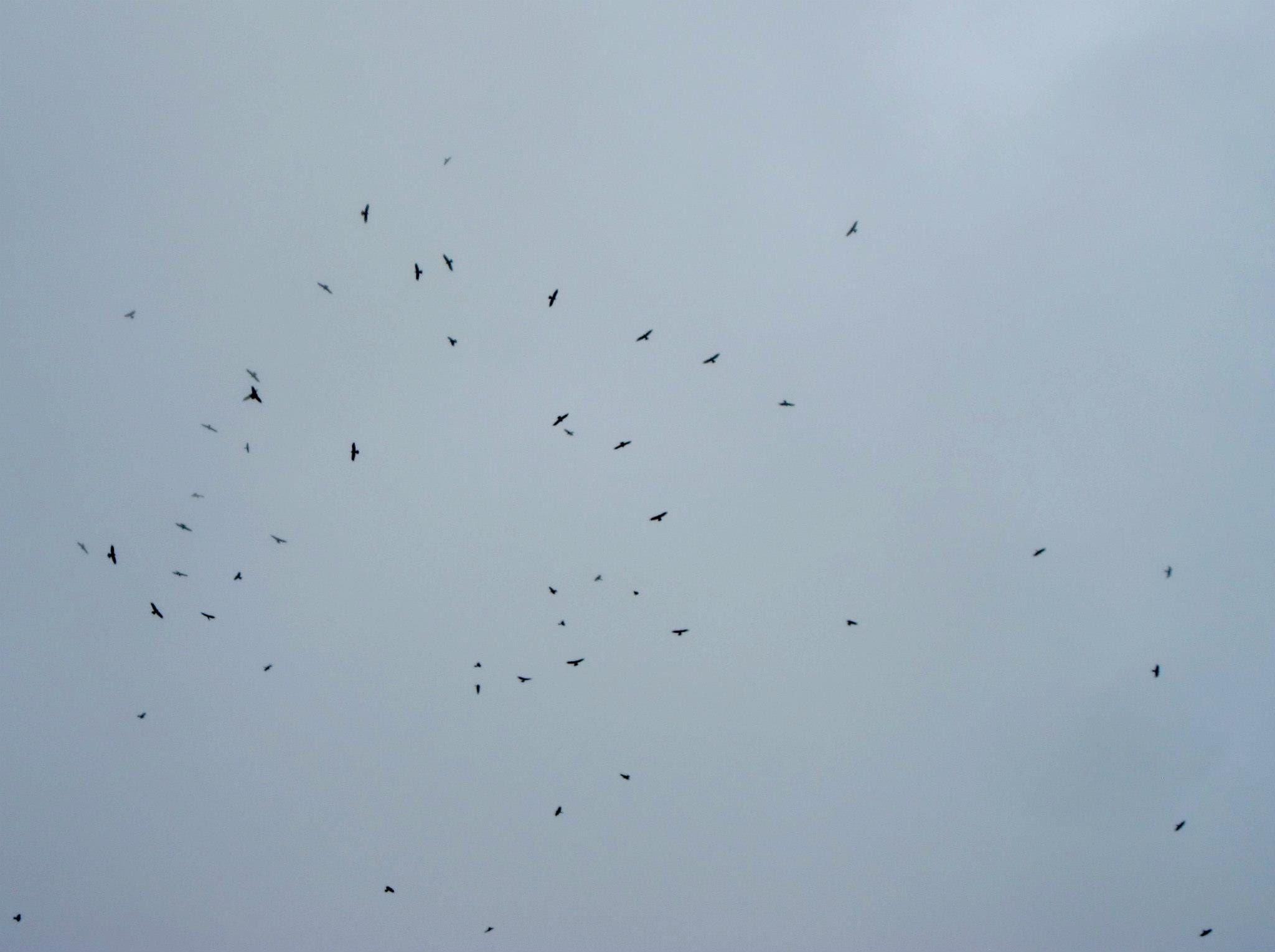 A typical kettle of raptors seen during raptor watch. Photo by Tere Cervero