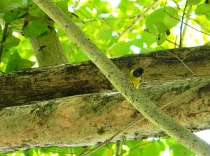 One of the most active birds in Lagen: The Palawan Tit