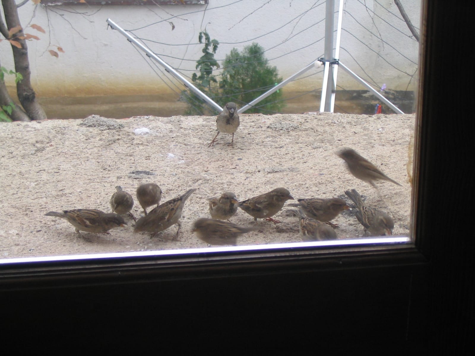 Eurasian Tree Sparrows in Kosovo eating rice. Photo by Felix Servita