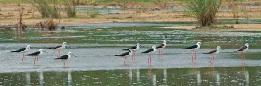 Six out of a flock of eleven Black-winged Stilts showing more or less extensive black nuchal markings and white heads, Pulau Burung, Penang, Malaysia, 25 October 2007. Photo by David Bakewell (in BirdingASIA letter).
