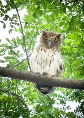Philippine Eagle Owl in Balara
