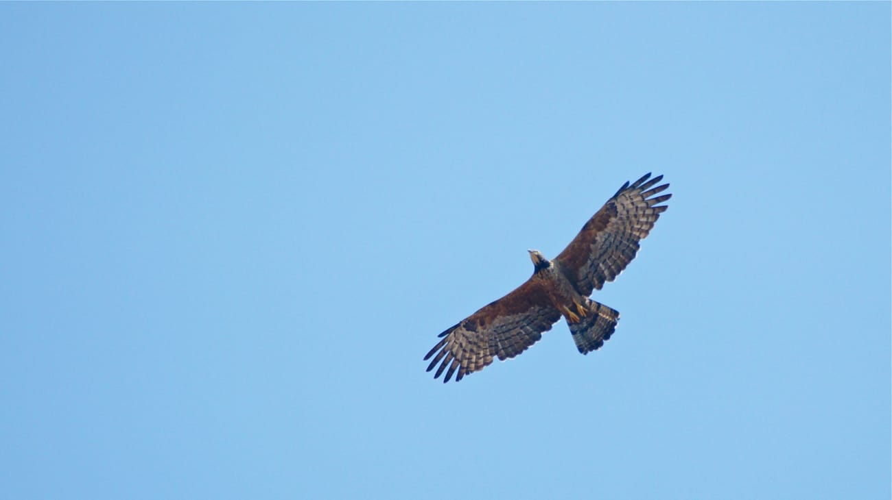 Flying so low, Oriental Honey Buzzard, male semi-juvenile 