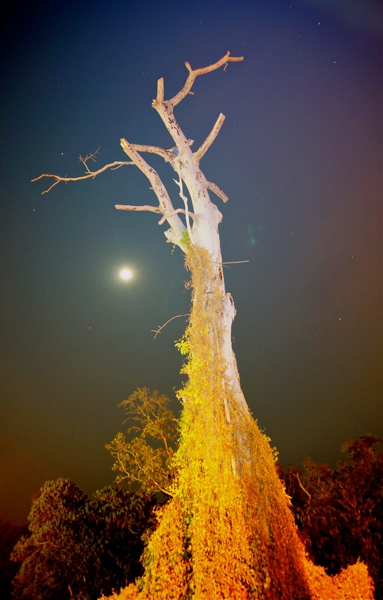 The famous dead tree of Ilham Resort