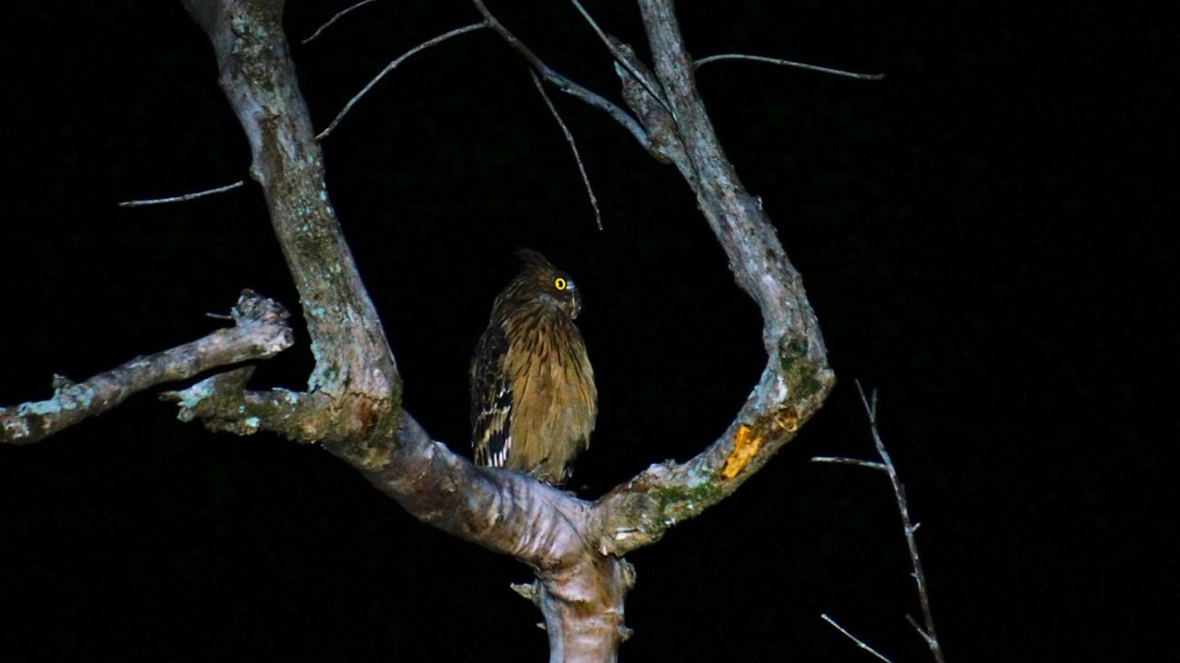 Buffy Fish Owl