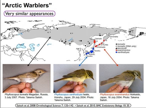 Figure extracted from the paper “The Arctic Warbler Phylloscopus borealis– three anciently separated cryptic species revealed”