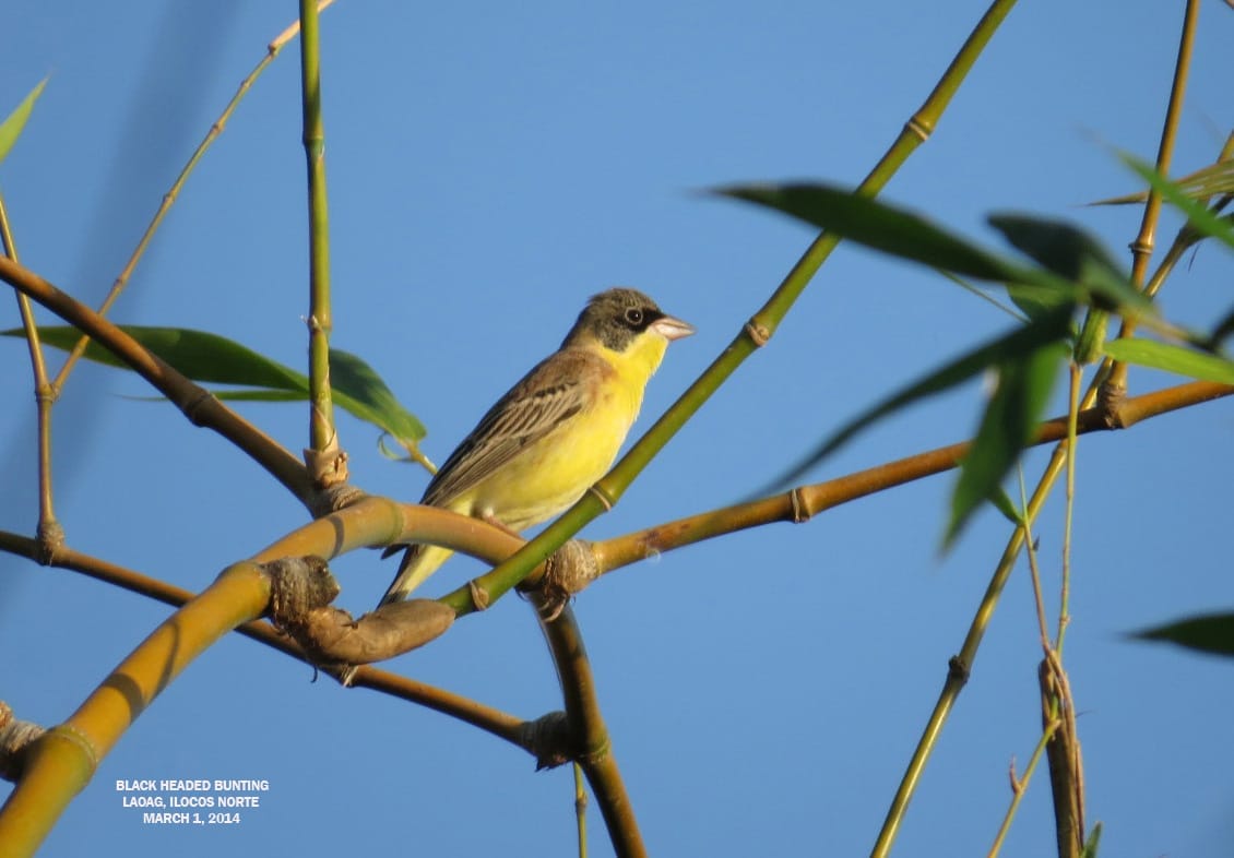 Black-headed Bunting. Photo by Richard Ruiz.