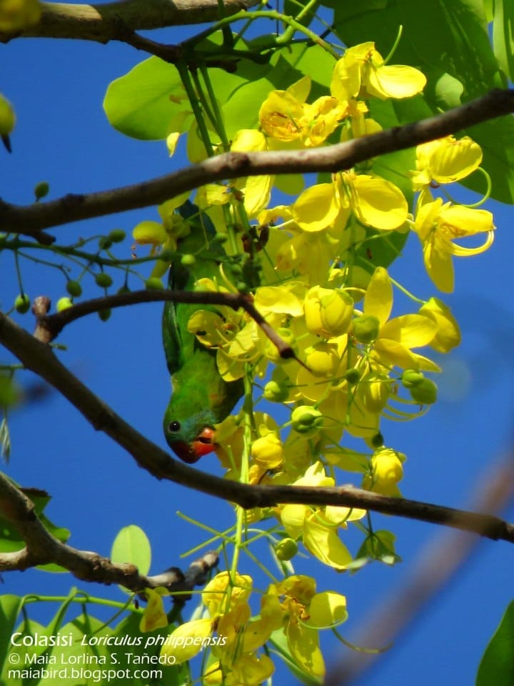 The Colasisi, or Philippine Hanging Parrot, feeds while hanging upside down.