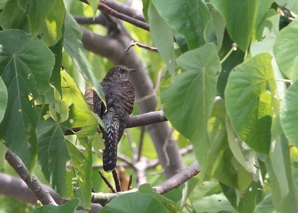 Oriental/Himalayan Cuckoo (hepatic female), Cavili Island, Palawan, April 2011. Photo by Christian Perez 