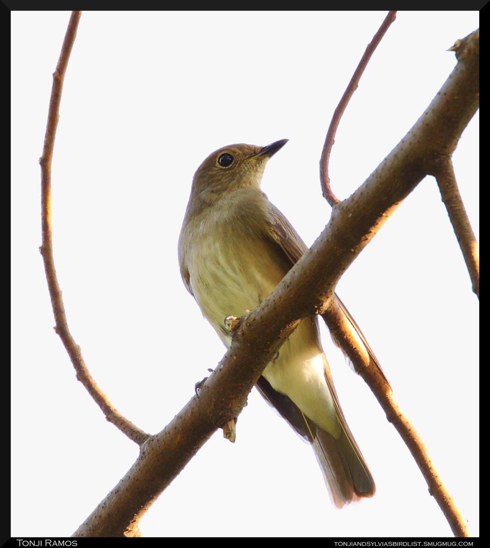 Blue-and-white Flycatcher (female), Mount Palay Palay, November 2009. Photo by Tonji Ramos