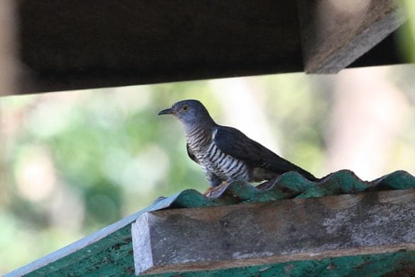 Oriental/Himalayan Cuckoo, Lubic Island, Cuyo, Palawan, April 2010. Photo by Christian Perez
