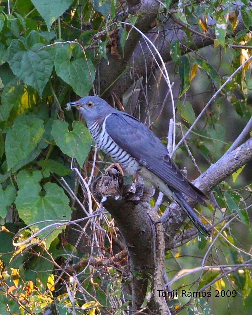 Oriental/Himalayan Cuckoo, Ayala Alabang, Muntinlupa, April 2009. Photo by Tonji Ramos