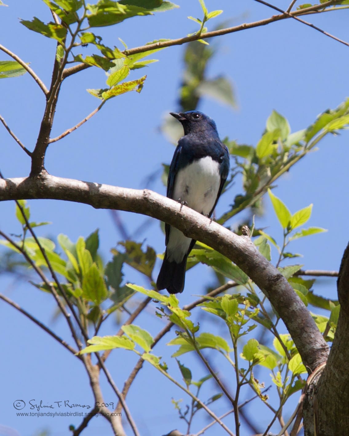 Blue-and-white Flycatcher (male), Mount Palay Palay, November 2009. Photo by Sylvia Ramos