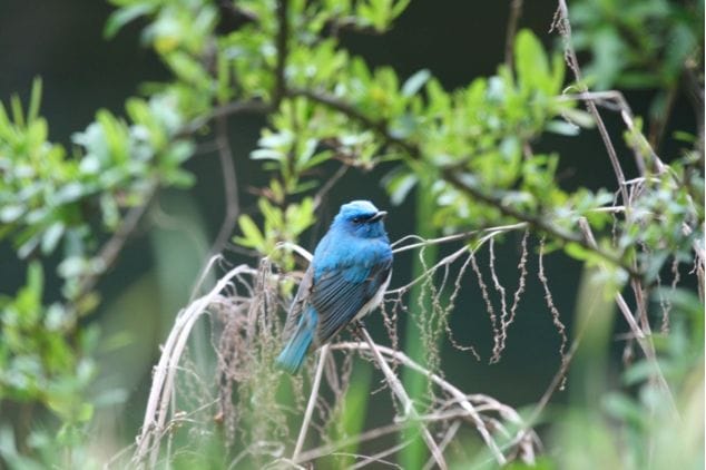 Zappey’s Flycatcher, Korea, April 2010 during migration. Courtesy of Matt Poll, from his blog: http://snowyowllost.blogspot.com/2013/04/zappeys-flycatcher-cyanoptila-cumatilis.html 