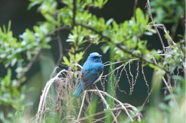 Zappey’s Flycatcher, Korea, April 2010 during migration. Courtesy of Matt Poll, from his blog: http://snowyowllost.blogspot.com/2013/04/zappeys-flycatcher-cyanoptila-cumatilis.html 