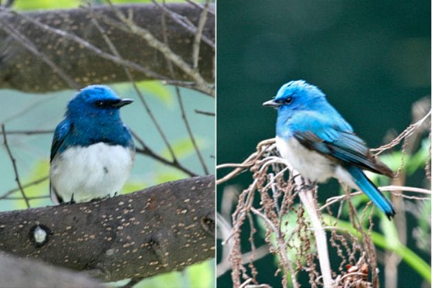 Zappey’s Flycatcher, Korea, April 2010 during migration. Courtesy of Matt Poll