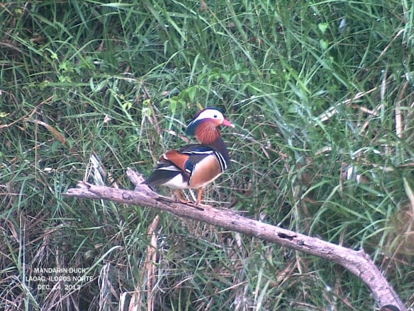 Mandarin Duck . Photo by Richard Ruiz.