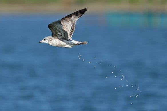 Mew Gull. This species has an extremely large range and is not considered vulnerable. The Mew Gull breeds in northern Europe, northern Asia and north-west North America. Photo by Rob Hutchinson.
