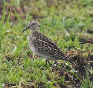 Pectoral Sandpiper, juvenile. This bird has an extremely large range and stable population. Photo by Paul Bourdin.