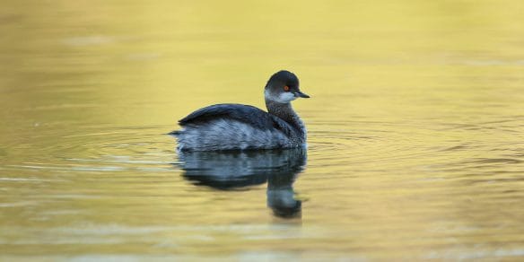Black-necked Grebe. This species is categorized as Least Concern by IUCN. It has an extremely large range and is found on every continent except Australasia and Antarctica. It can be found from Europe to western Asia and in central and eastern Asia, wintering in the south-west Palearctic, east Asia and east Africa. It can also be found wintering and breeding in southern Africa. Furthermore, it breeds in south-west Canada, western USA and central Mexico, wintering as far south as Guatemala. Photo by Rob Hutchinson.