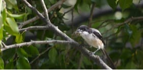 shrike