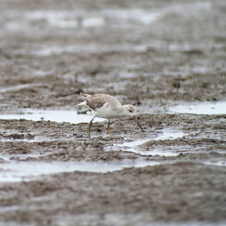 Nordmans Greenshank. This species is listed as Endangered because it has a very small population which is declining as a result of the development of coastal wetlands throughout its range. It breeds in eastern Russia. Its non-breeding range is not fully understood. Photo by Rob Hutchinson. 