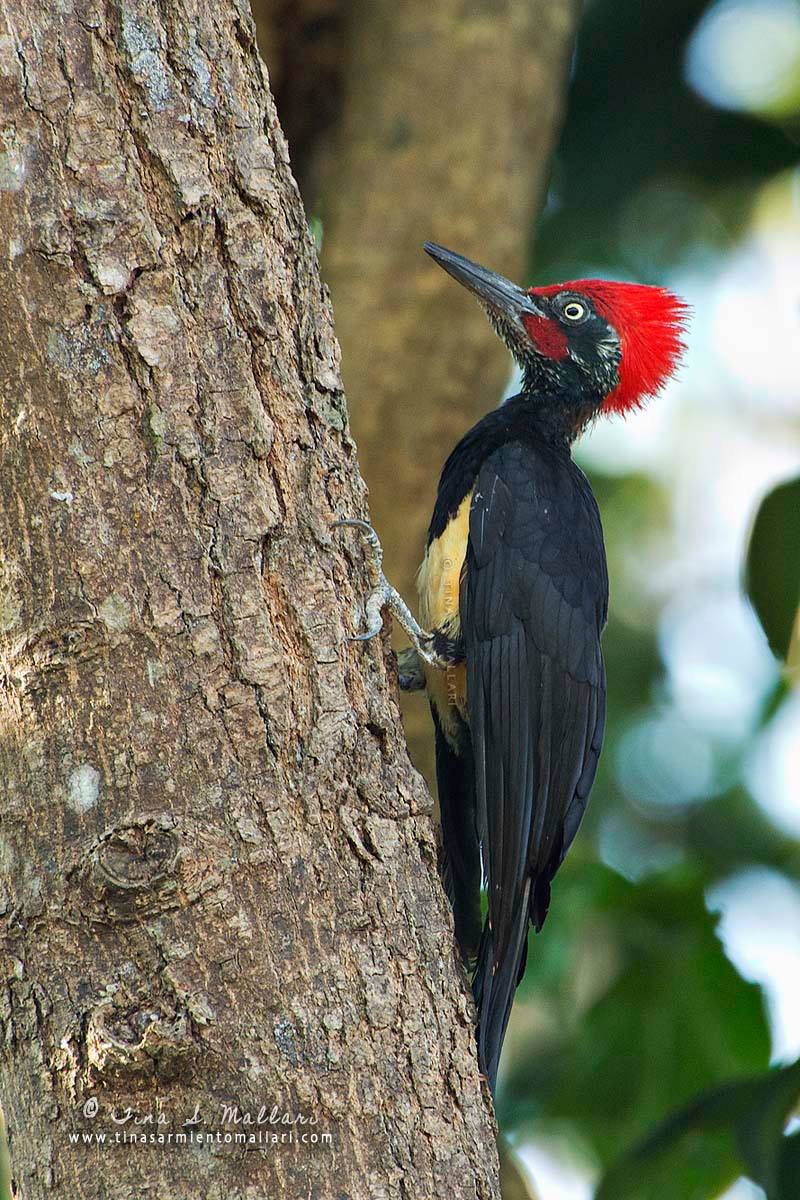 Photo by Tina Mallari