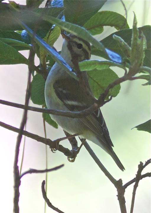 Yellow- Browed Warbler November 30, 2013 Camp John Hay, Baguio Bert Madrigal