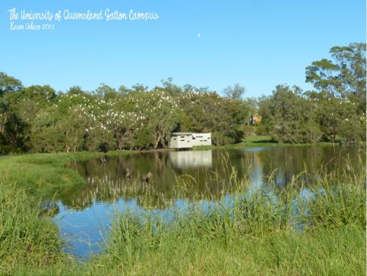 Dozens of egrets were roosting at the trees surrounding the bird hide. 