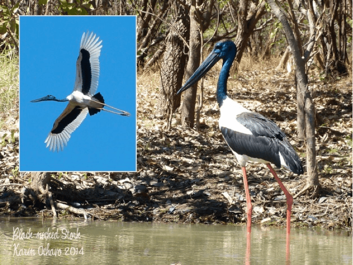 Black-necked Stork at Corroboree Billabong, Northern Territory